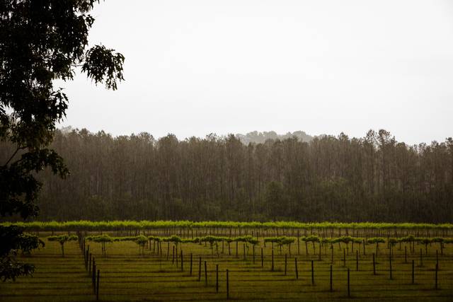Novi Vineyards