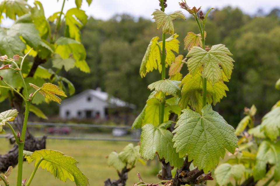 Novi Vineyards