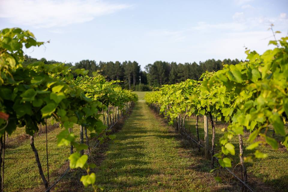 Novi Vineyards