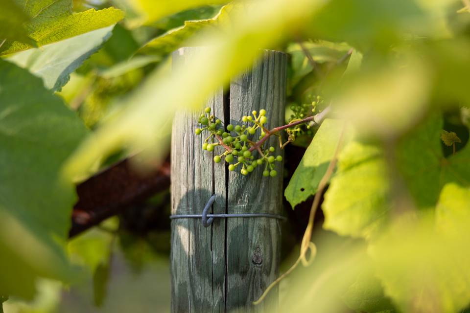 Novi Vineyards