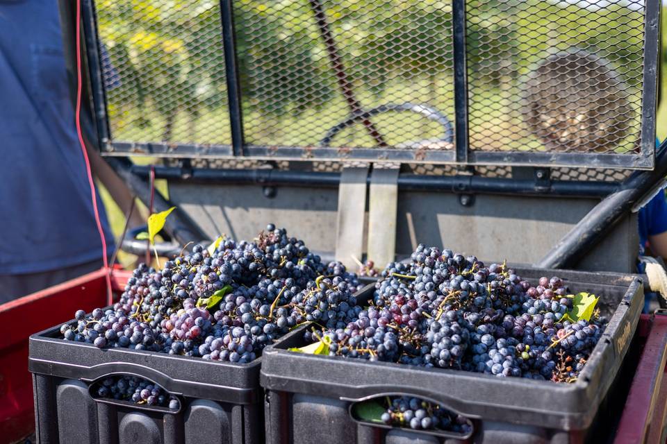 Novi Vineyards