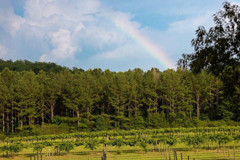 Novi Vineyards