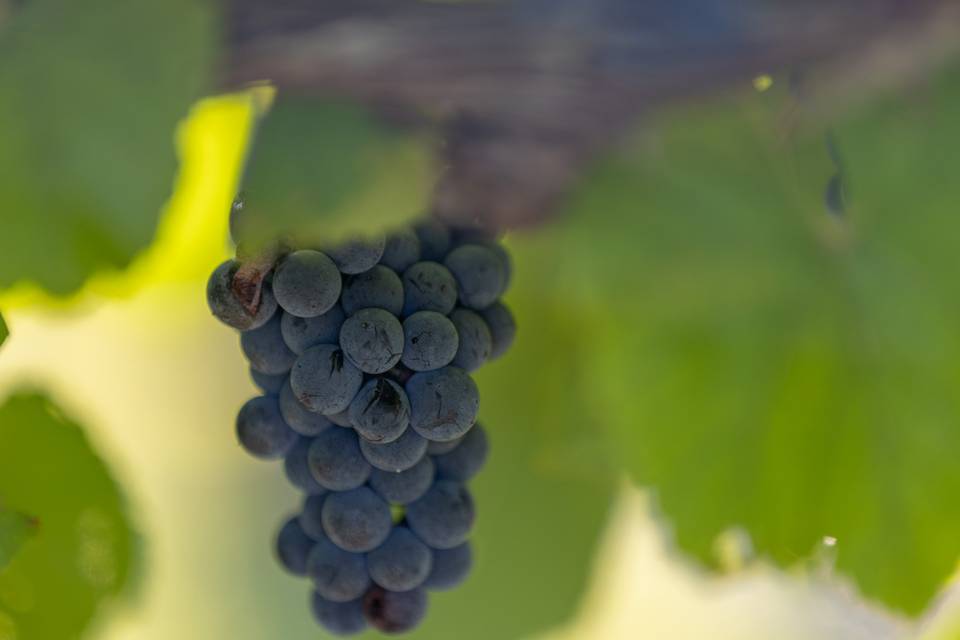 Novi Vineyards