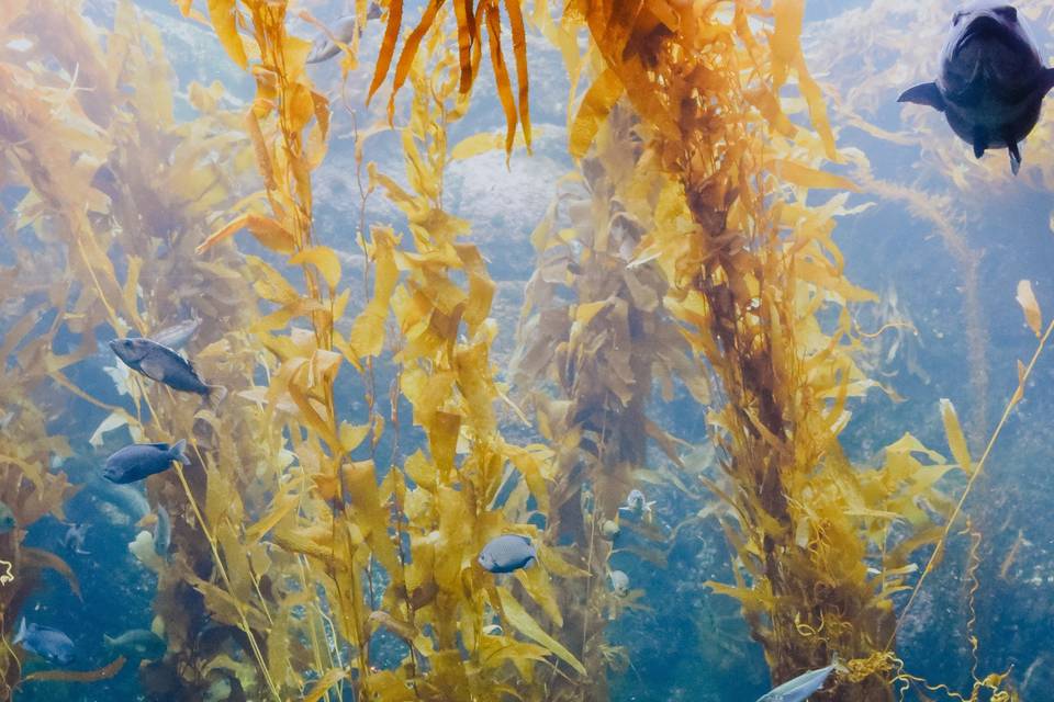 Birch Aquarium Wedding