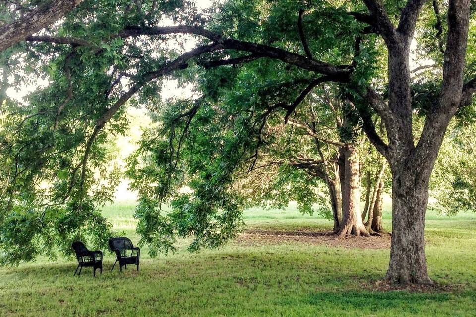 Beautiful Mature Trees