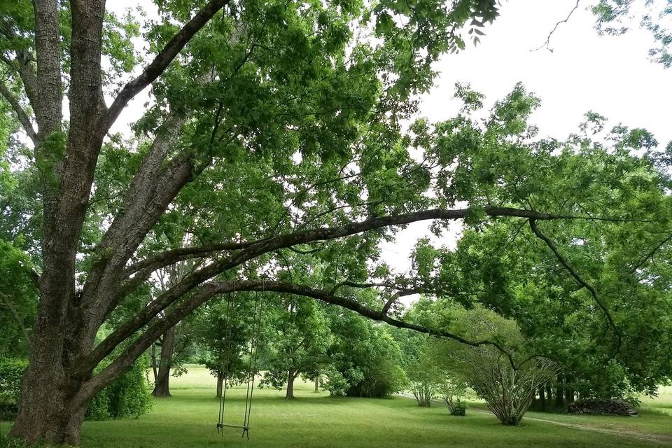 Old Pecan Tree with Swing