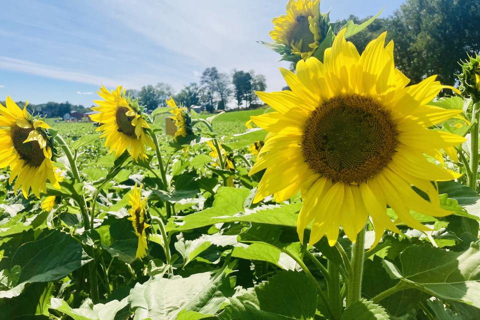 Sunny Day