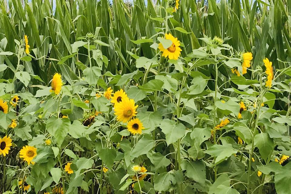 Sunflower Festival