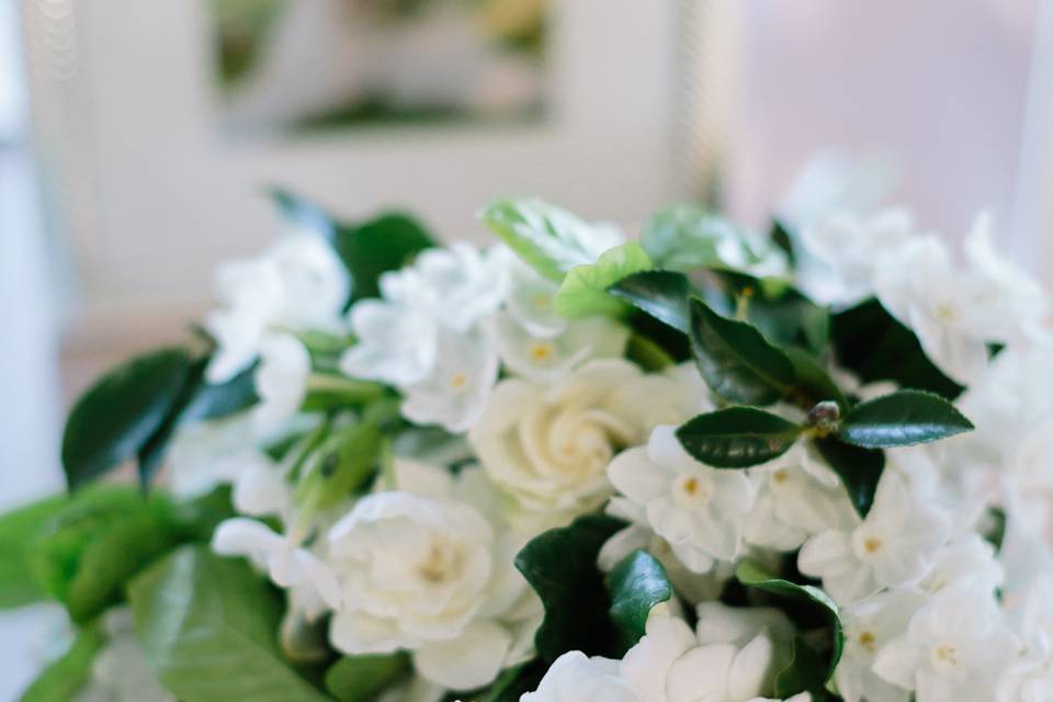 Jasmine Flowers In Fremont  California USA -Indian Flowers