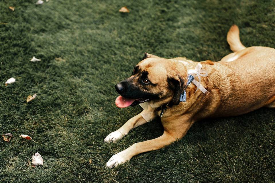 Wedding dog