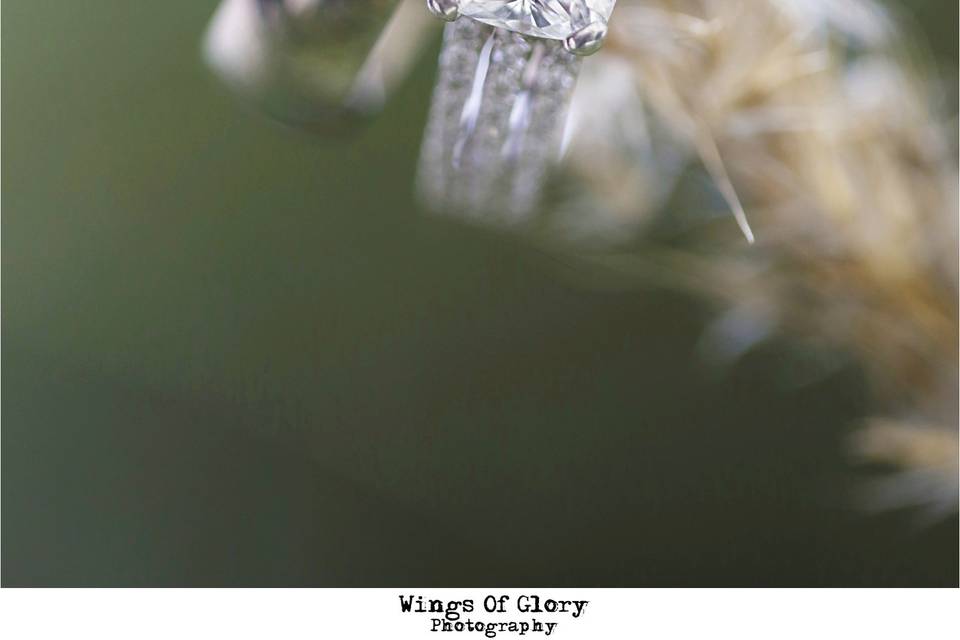 Wings Of Glory Photography