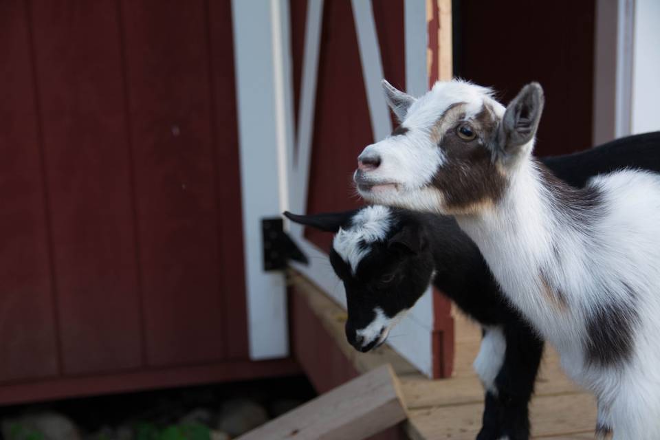 Mini goats onsite