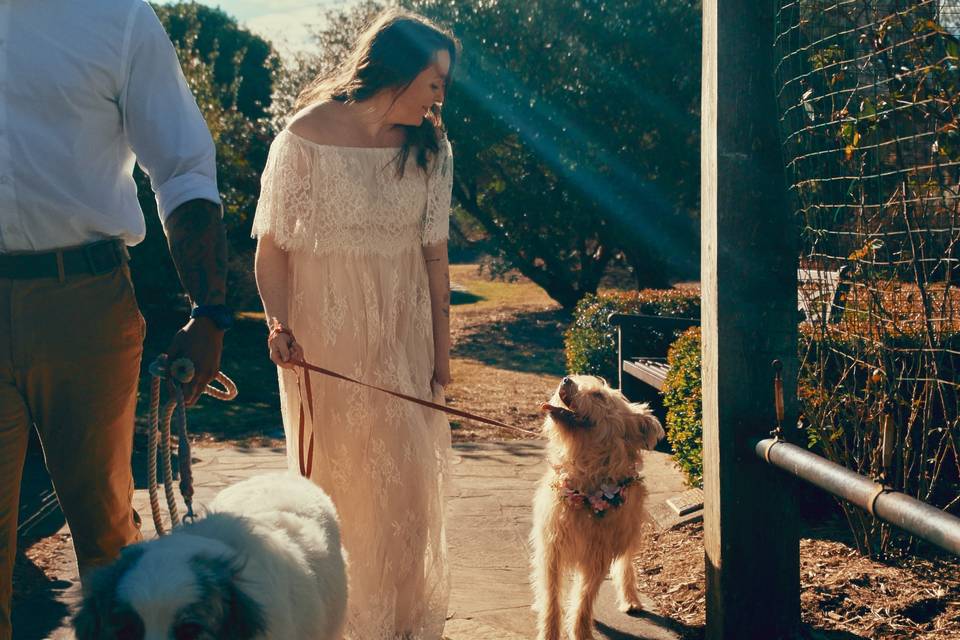 The Timbers and their dogs