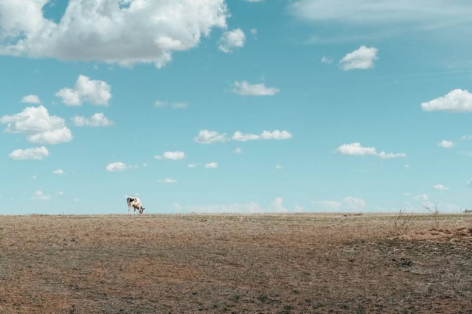 The Main Pasture - 50 Acres