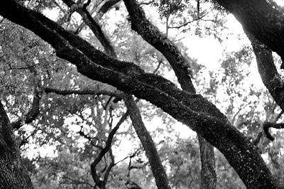 Phenom Photography