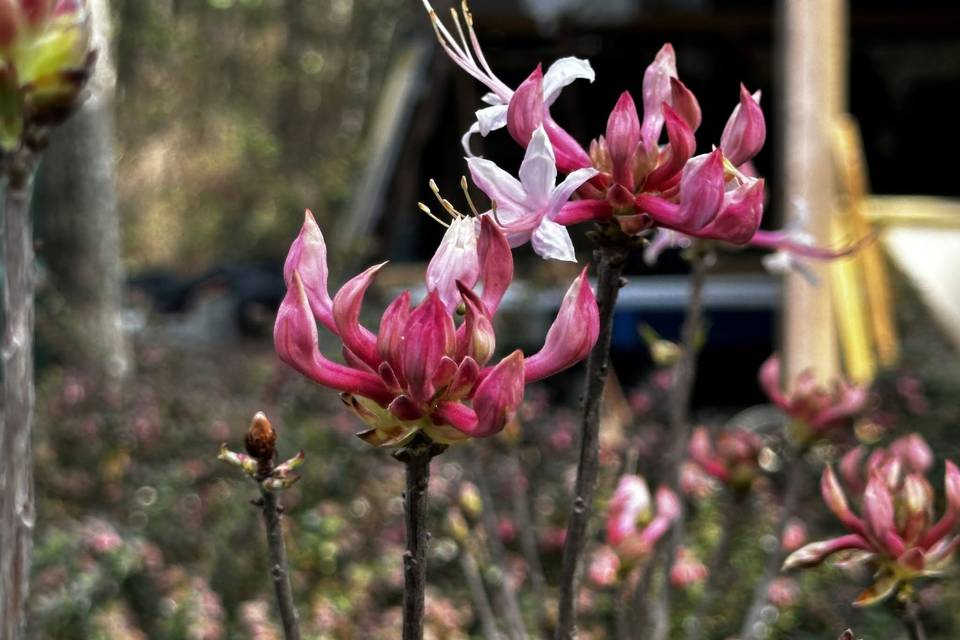 The Crosby Arboretum