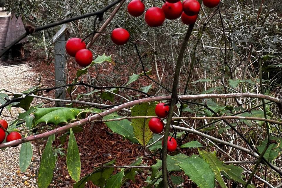 The Crosby Arboretum