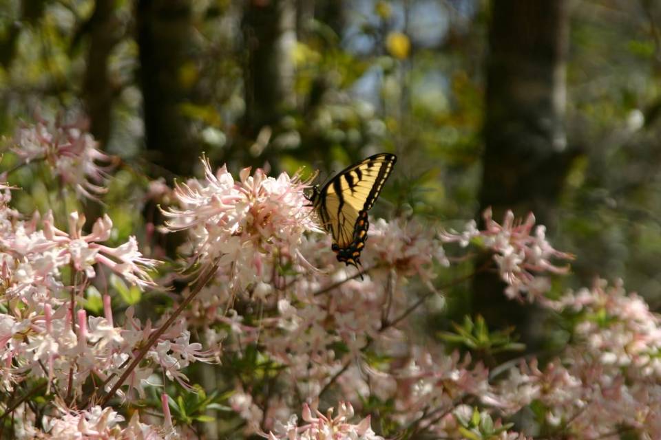 The Crosby Arboretum