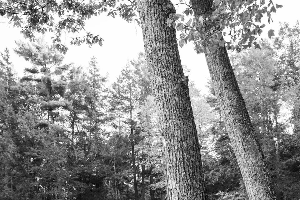 Couple in forest ma