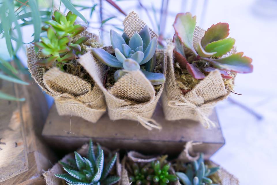 Succulent favors