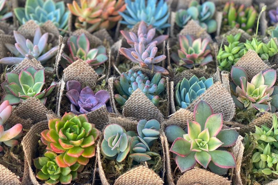 Vibrant succulent favors