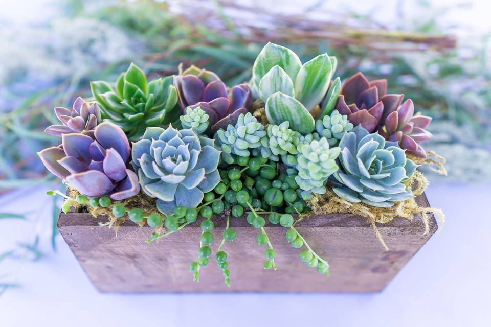 Surfside Succulents