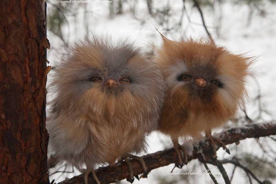 Two adorable love birds!