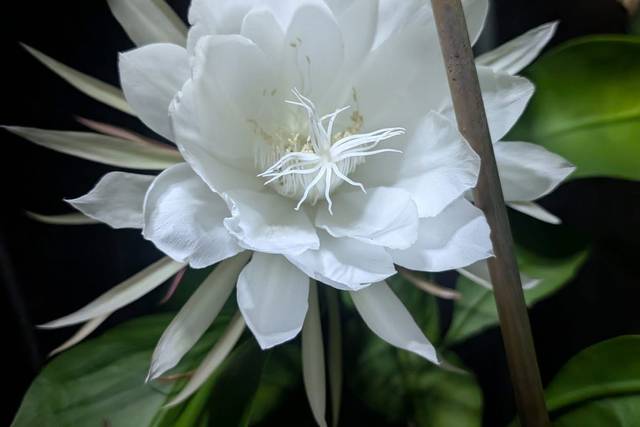 Love blooms