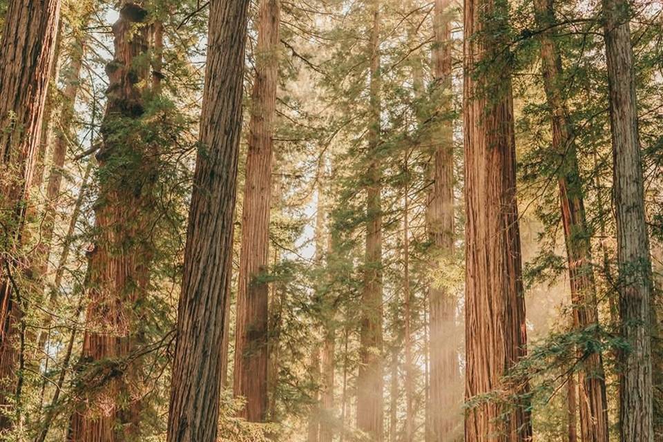 Elopement/Wedding Photographer