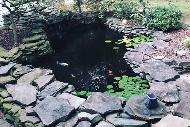 Koi pond