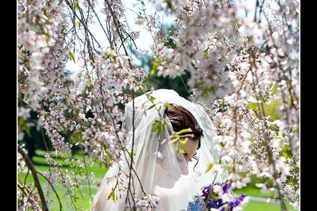 Katrina is photographed amid the spring cherry blossoms at Northampton Valley Country Club. Photography by Cindy DeSau.