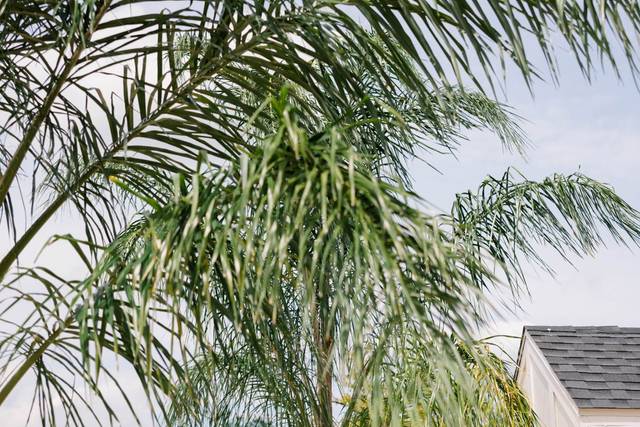 Palm Trees 2