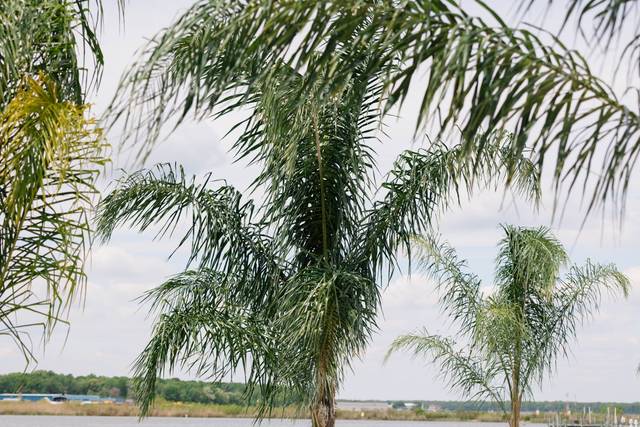 Palm Trees