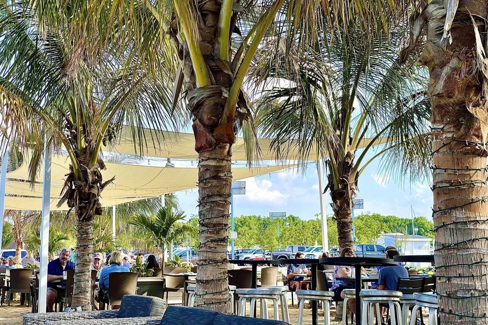 Bowleys Palm Trees
