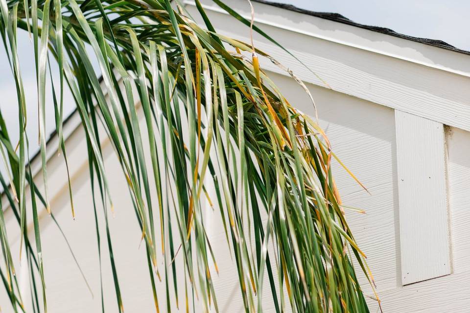 Palm Tree Overhang