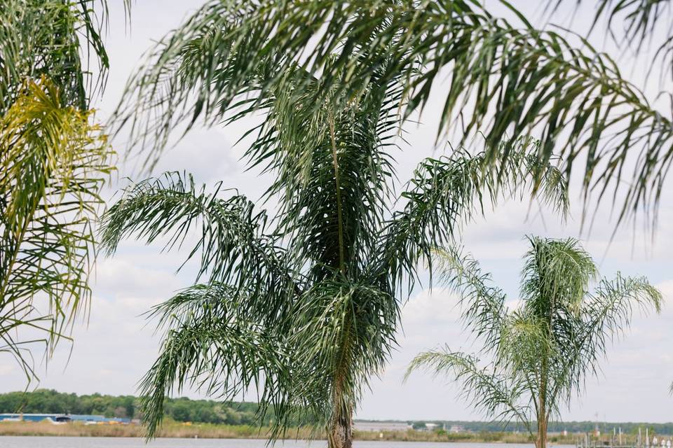 Palm Trees Continued