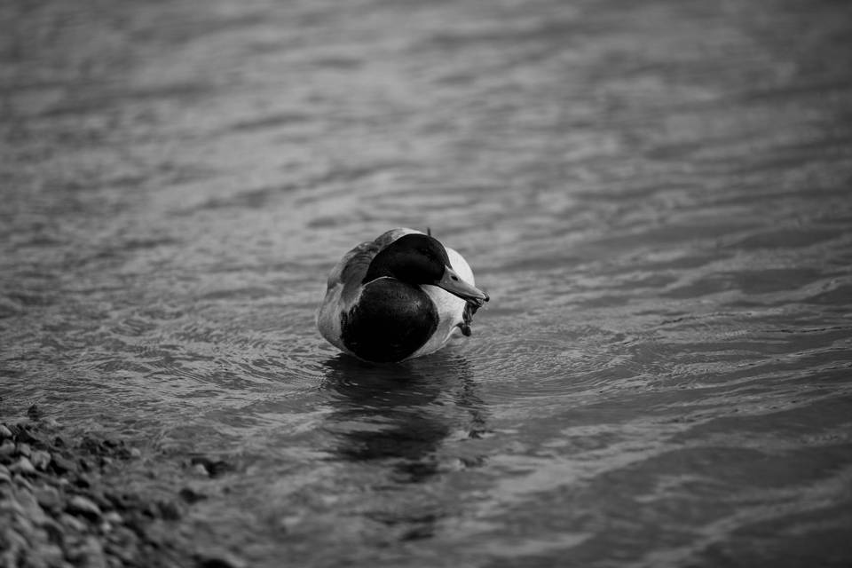 Duck