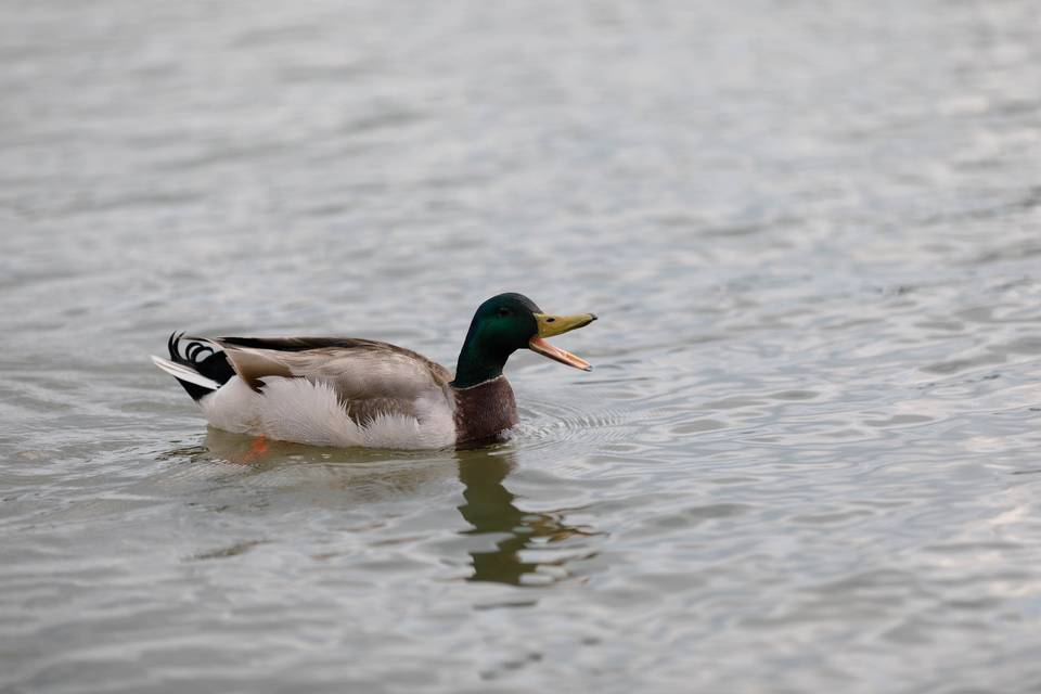 Duck