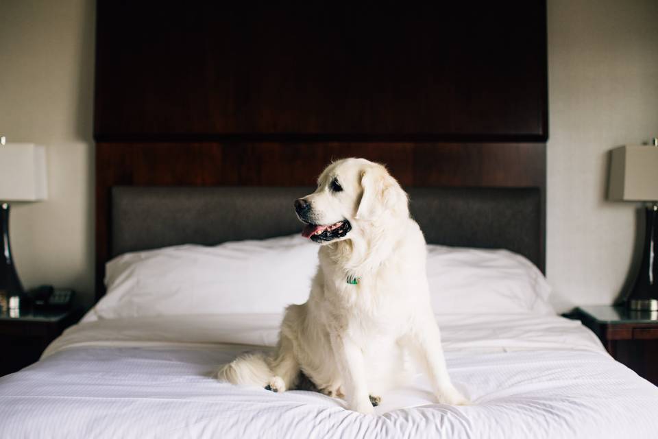 Pet friendly rooms