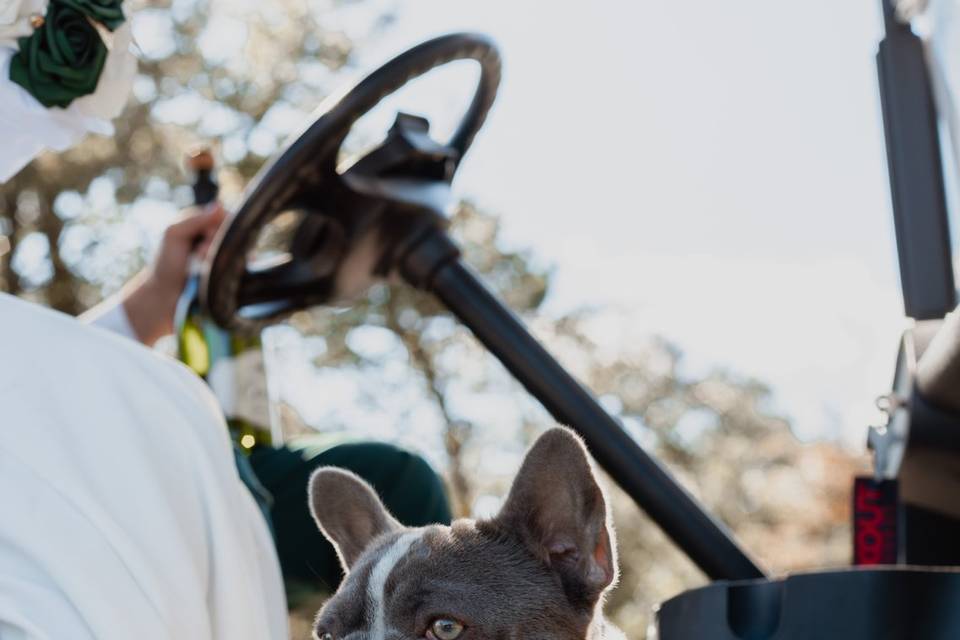 Wedding Pup