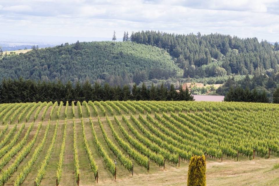 The rolling Dundee Hills