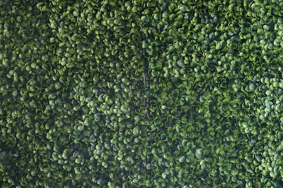 Boxwood wall