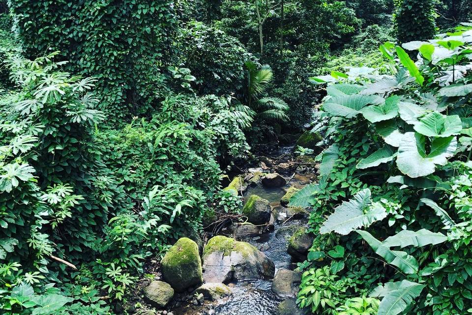 Manoa Falls Hike