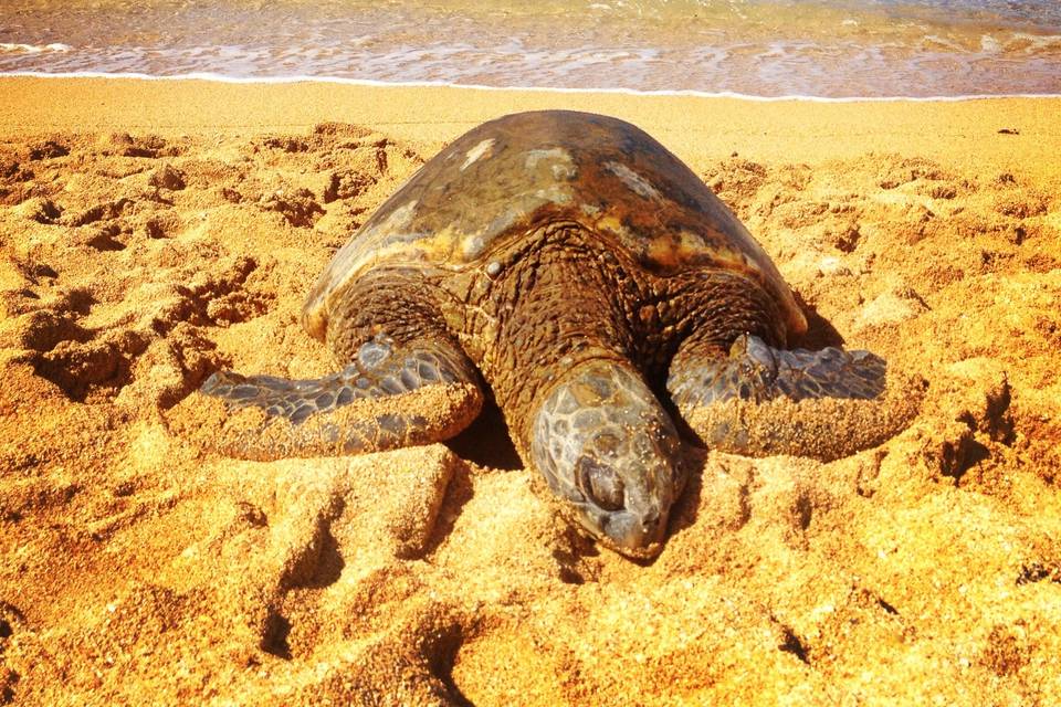 Resting on Quiet Beach