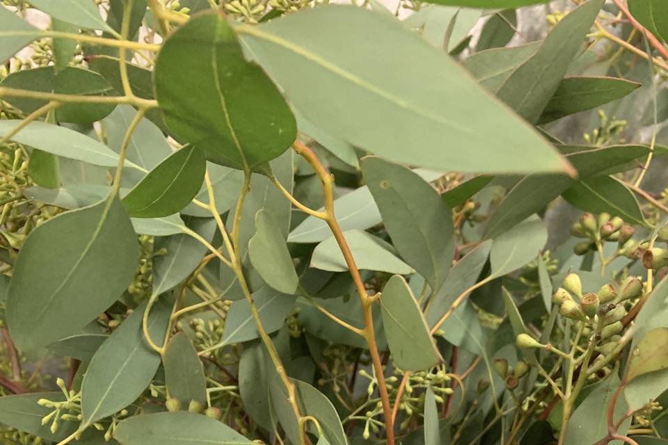 5 kinds of Eucalyptus