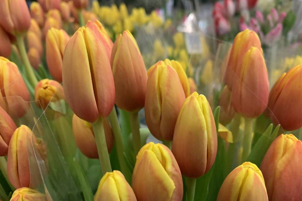 Minnesota Tulips