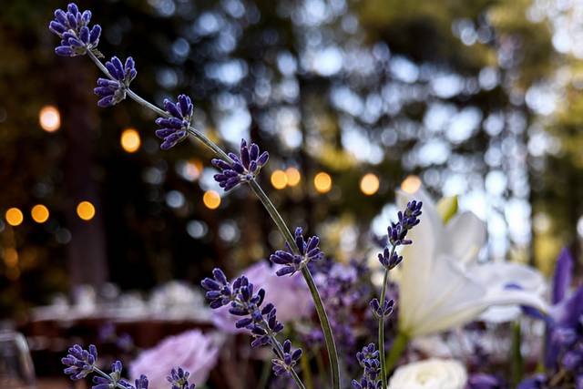 Purple Budvase Centerpieces