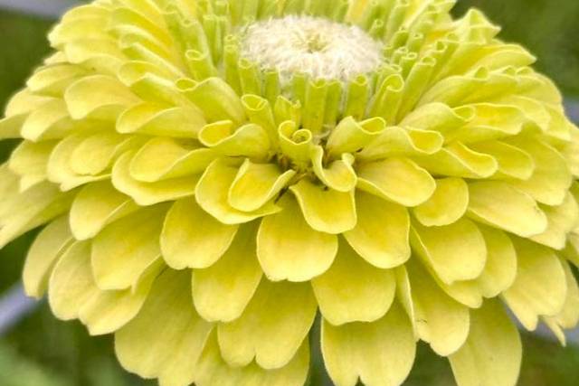 Petal Whispers