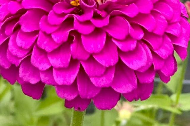 Petal Whispers