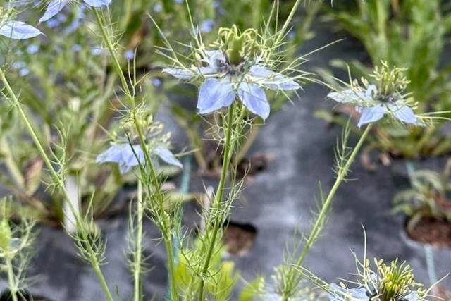 Petal Whispers